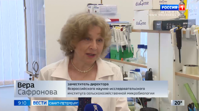 Руководитель коллекции сельскохозяйственных микроорганизмов при ФГБНУ ВНИИСХМ Сафронова Вера Игоревна 4 июля дала интервью программе Вести Санкт-Петербург.