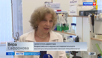 Руководитель коллекции сельскохозяйственных микроорганизмов при ФГБНУ ВНИИСХМ Сафронова Вера Игоревна 4 июля дала интервью программе Вести Санкт-Петербург.