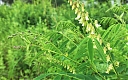 Sophora flavescens Aiton                         