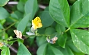 Thermopsis lupinoides (L.) Link               